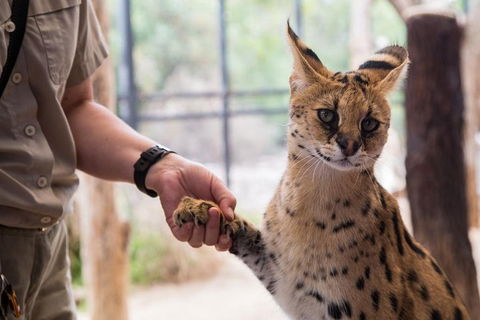 African Cat Encounter At Werribee Open Range Zoo - Kalgoorlie Accommodation 1