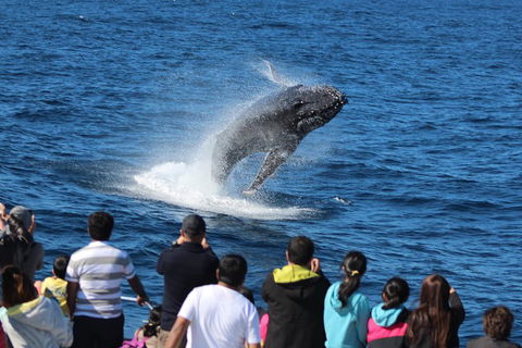 Tangalooma Island Resort Whale Watching Day Cruise With Dolphin Viewing - Kalgoorlie Accommodation 1