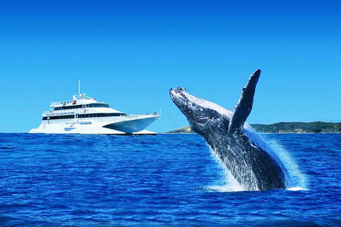 Tangalooma Island Resort Whale Watching Day Cruise With Dolphin Viewing - Kalgoorlie Accommodation 2