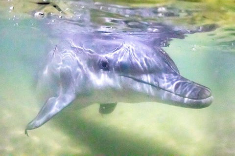 Tangalooma Island Resort Whale Watching Day Cruise With Dolphin Feeding - Kalgoorlie Accommodation 0