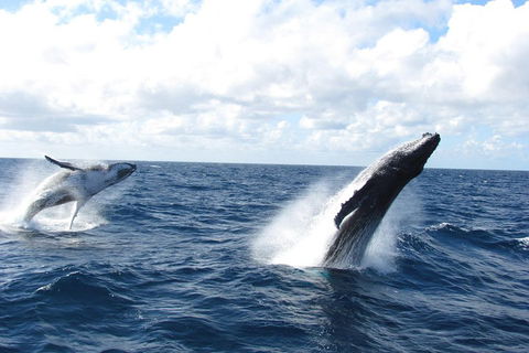 Tangalooma Island Resort Whale Watching Day Cruise With Dolphin Feeding - Kalgoorlie Accommodation 1