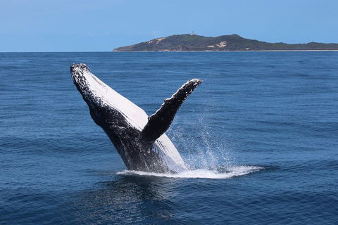 Tangalooma Island Resort Whale Watching Day Cruise With Dolphin Feeding - Kalgoorlie Accommodation 3