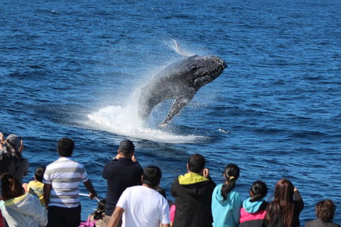 Tangalooma Island Resort Whale Watching Day Cruise With Dolphin Feeding - Kalgoorlie Accommodation 5