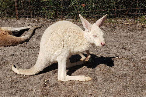 Very Best Of Perth Tour - Wildlife Park & City Highlights Tour - Kalgoorlie Accommodation 3