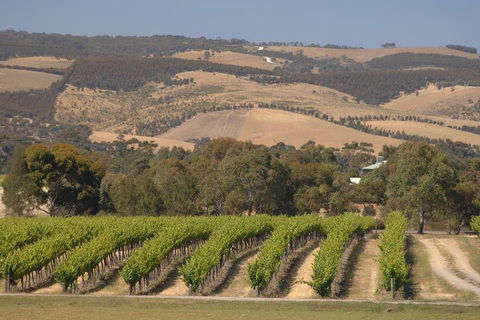 McLaren Vale And Glenelg Wine Tasting And Sightseeing (Half-day Afternoon) - Kalgoorlie Accommodation 2