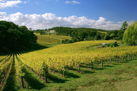 McLaren Vale And Glenelg Wine Tasting And Sightseeing (Half-day Afternoon) - Kalgoorlie Accommodation 4