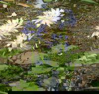 Yellow Water Cruise - Kakadu - Kalgoorlie Accommodation
