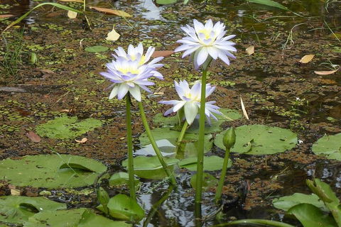 Yellow Water Cruise - Kakadu - Kalgoorlie Accommodation 0