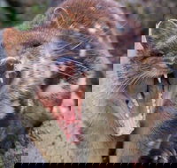 After Dark Tasmanian Devil Feeding Tour at Cradle Mountain - Kalgoorlie Accommodation