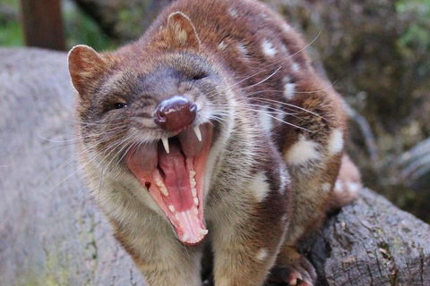 After Dark Tasmanian Devil Feeding Tour At Cradle Mountain - Kalgoorlie Accommodation 0
