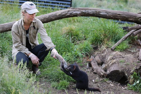 After Dark Tasmanian Devil Feeding Tour At Cradle Mountain - Kalgoorlie Accommodation 1