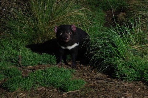 After Dark Tasmanian Devil Feeding Tour At Cradle Mountain - Kalgoorlie Accommodation 4