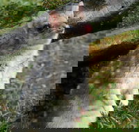 1-Hour Tasmanian Devil Feeding Day Tour at Cradle Mountain - Kalgoorlie Accommodation