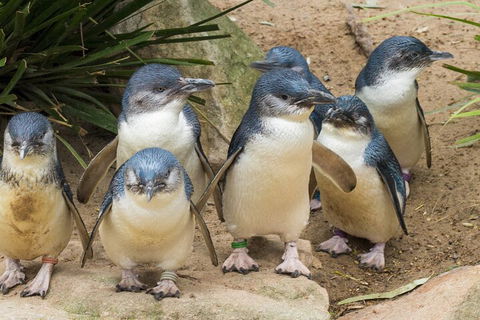 Healesville Sanctuary And Phillip Island Wildlife Bus Tour - Kalgoorlie Accommodation 2