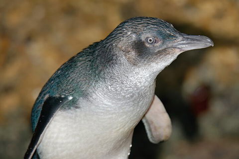 Healesville Sanctuary And Phillip Island Wildlife Bus Tour - Kalgoorlie Accommodation 4
