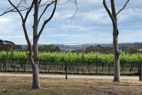 Yarra Valley Wine Tour Inc Lunch With A Glass Of Wine, Tastings And Chocolate - Kalgoorlie Accommodation 3