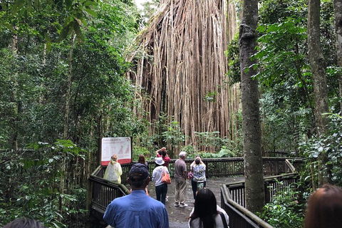 4-Day Cairns Ultimate Combo: Daintree Rainforest, Reef, Kuranda & Paronella Park - Kalgoorlie Accommodation 5