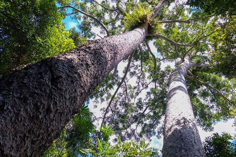 Paronella Park And Millaa Millaa Falls Full-day Tour From Cairns - Kalgoorlie Accommodation 1