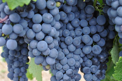 Barossa Valley Cellar Doors Luxury Wine Tour - Kalgoorlie Accommodation 4