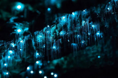 Hinterland Magic & Glow-worm Experience - Kalgoorlie Accommodation 1