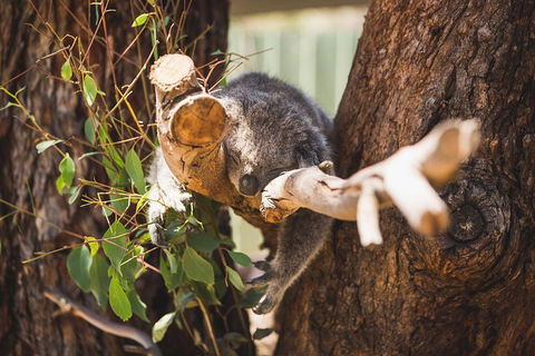 Phillip Island Medium Size Group Tour - Kalgoorlie Accommodation 1