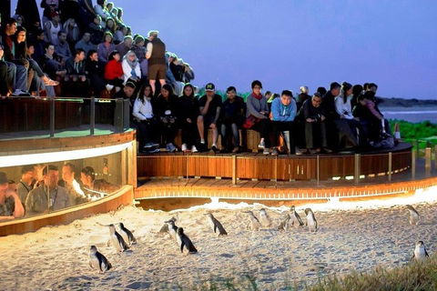 Phillip Island Medium Size Group Tour - Kalgoorlie Accommodation 3