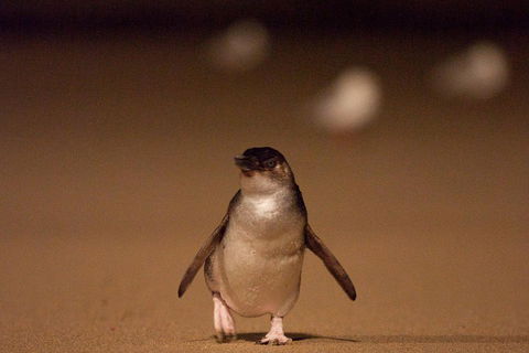 Phillip Island Medium Size Group Tour - Kalgoorlie Accommodation 4