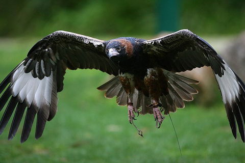 Yarra Valley Wildlife & Wine Day Tour From Melbourne With Healesville Sanctuary - Kalgoorlie Accommodation 1