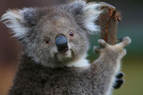 Yarra Valley Wildlife & Wine Day Tour From Melbourne With Healesville Sanctuary - Kalgoorlie Accommodation 2