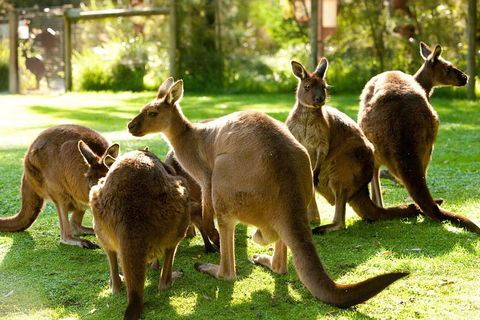 Yarra Valley Wildlife & Wine Day Tour From Melbourne With Healesville Sanctuary - Kalgoorlie Accommodation 4