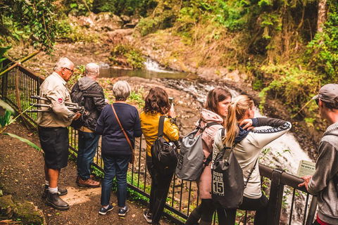 Full-day Springbrook National Park Tour From The Gold Coast - Kalgoorlie Accommodation 0