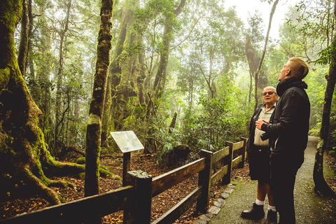 Full-day Springbrook National Park Tour From The Gold Coast - Kalgoorlie Accommodation 1