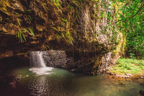 Full-day Springbrook National Park Tour From The Gold Coast - Kalgoorlie Accommodation 4