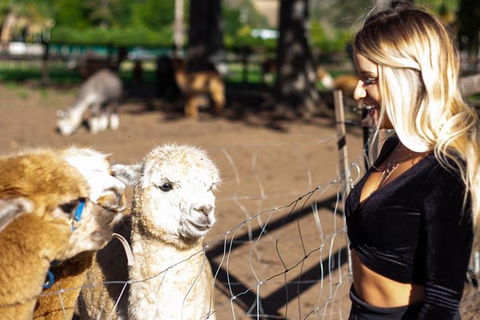 O'Reilly's & Lamington National Park Incl. Alpaca Farm + Vineyard - Kalgoorlie Accommodation 3