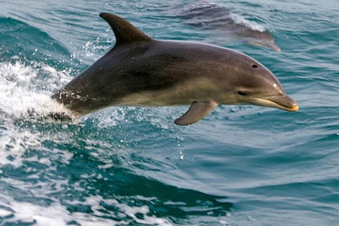 1.5HR Mudjimba Island Wildlife Safari - Kalgoorlie Accommodation 0