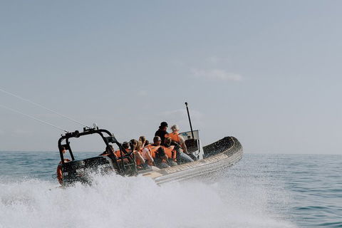 Adventure Whale Watching Tour Mooloolaba - Kalgoorlie Accommodation 0