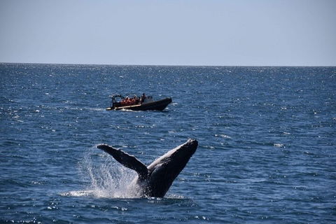 Adventure Whale Watching Tour Mooloolaba - Kalgoorlie Accommodation 1
