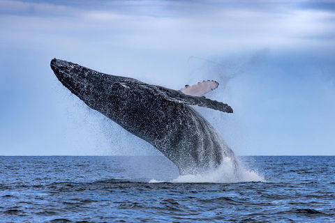 Adventure Whale Watching Tour Mooloolaba - Kalgoorlie Accommodation 2