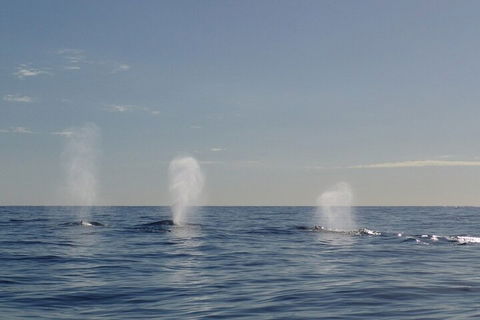 Adventure Whale Watching Tour Mooloolaba - Kalgoorlie Accommodation 3