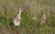 Wilsons Promontory Private 1 Day Tour - thumb 0