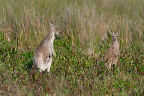 Wilsons Promontory Private 1 Day Tour - Kalgoorlie Accommodation 0