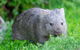 Wilsons Promontory Private 1 Day Tour - thumb 3