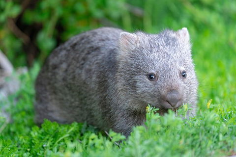 Wilsons Promontory Private 1 Day Tour - Kalgoorlie Accommodation 3
