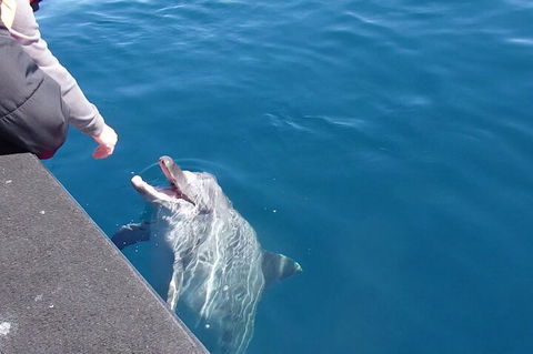 Noosa Wild Dolphin Safari - Kalgoorlie Accommodation 0