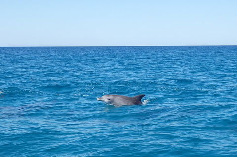 Noosa Wild Dolphin Safari - Kalgoorlie Accommodation 1