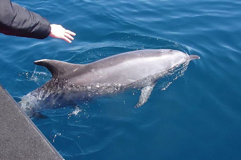 Noosa Wild Dolphin Safari - Kalgoorlie Accommodation 2