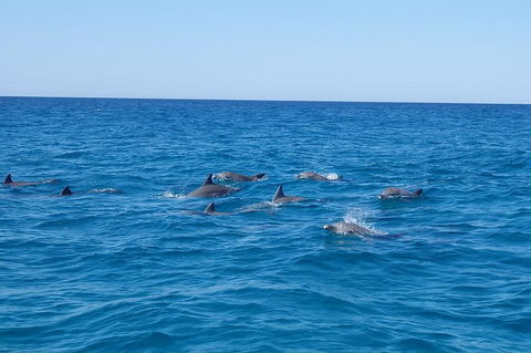 Noosa Wild Dolphin Safari - Kalgoorlie Accommodation 3