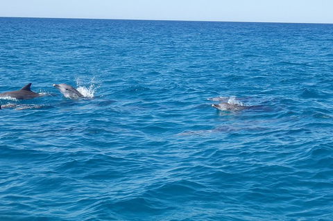 Noosa Wild Dolphin Safari - Kalgoorlie Accommodation 4
