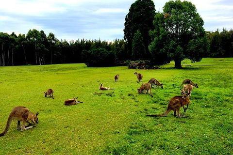 Blue Mountains Off The Beaten Track 4WD Day Adventure - Kalgoorlie Accommodation 2