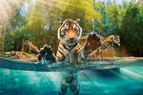 Croc Express To Australia Zoo From Brisbane - Kalgoorlie Accommodation 0